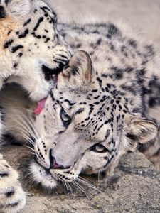 Preview wallpaper snow leopard, lick, couple, caring