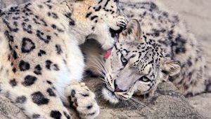 Preview wallpaper snow leopard, lick, couple, caring