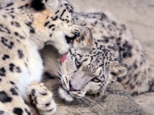 Preview wallpaper snow leopard, lick, couple, caring