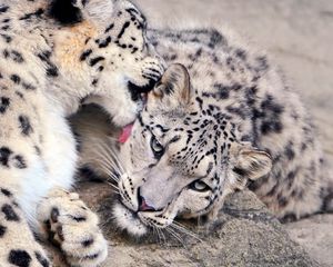 Preview wallpaper snow leopard, lick, couple, caring