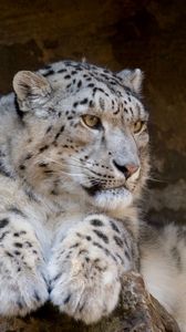 Preview wallpaper snow leopard, lie, predator, big cat