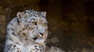 Preview wallpaper snow leopard, lie, predator, big cat