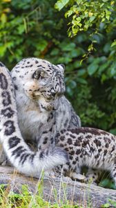 Preview wallpaper snow leopard, little, family