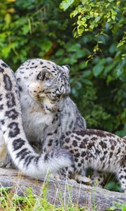 Preview wallpaper snow leopard, little, family