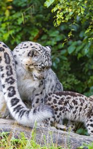 Preview wallpaper snow leopard, little, family