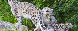 Preview wallpaper snow leopard, little, family