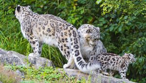 Preview wallpaper snow leopard, little, family