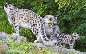 Preview wallpaper snow leopard, little, family