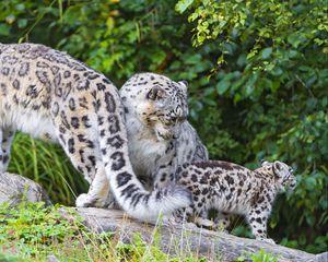 Preview wallpaper snow leopard, little, family