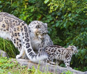 Preview wallpaper snow leopard, little, family