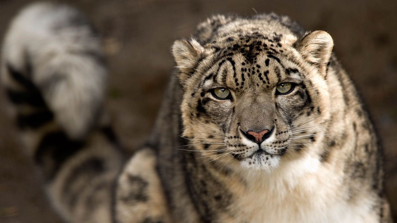 Wallpaper snow leopard, look, predator, big cat