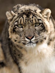 Preview wallpaper snow leopard, look, predator, big cat