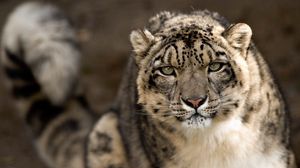 Preview wallpaper snow leopard, look, predator, big cat