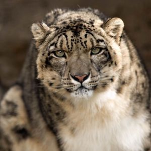 Preview wallpaper snow leopard, look, predator, big cat