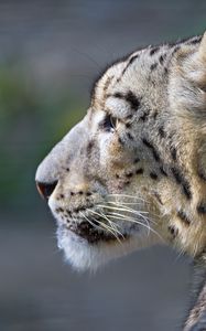 Preview wallpaper snow leopard, look, profile