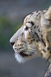 Preview wallpaper snow leopard, look, profile