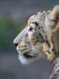 Preview wallpaper snow leopard, look, profile