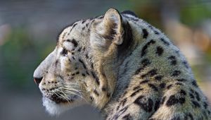 Preview wallpaper snow leopard, look, profile