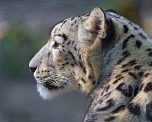 Preview wallpaper snow leopard, look, profile