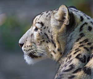 Preview wallpaper snow leopard, look, profile