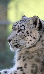 Preview wallpaper snow leopard, lying, predator, satisfied