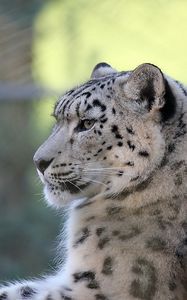 Preview wallpaper snow leopard, lying, predator, satisfied