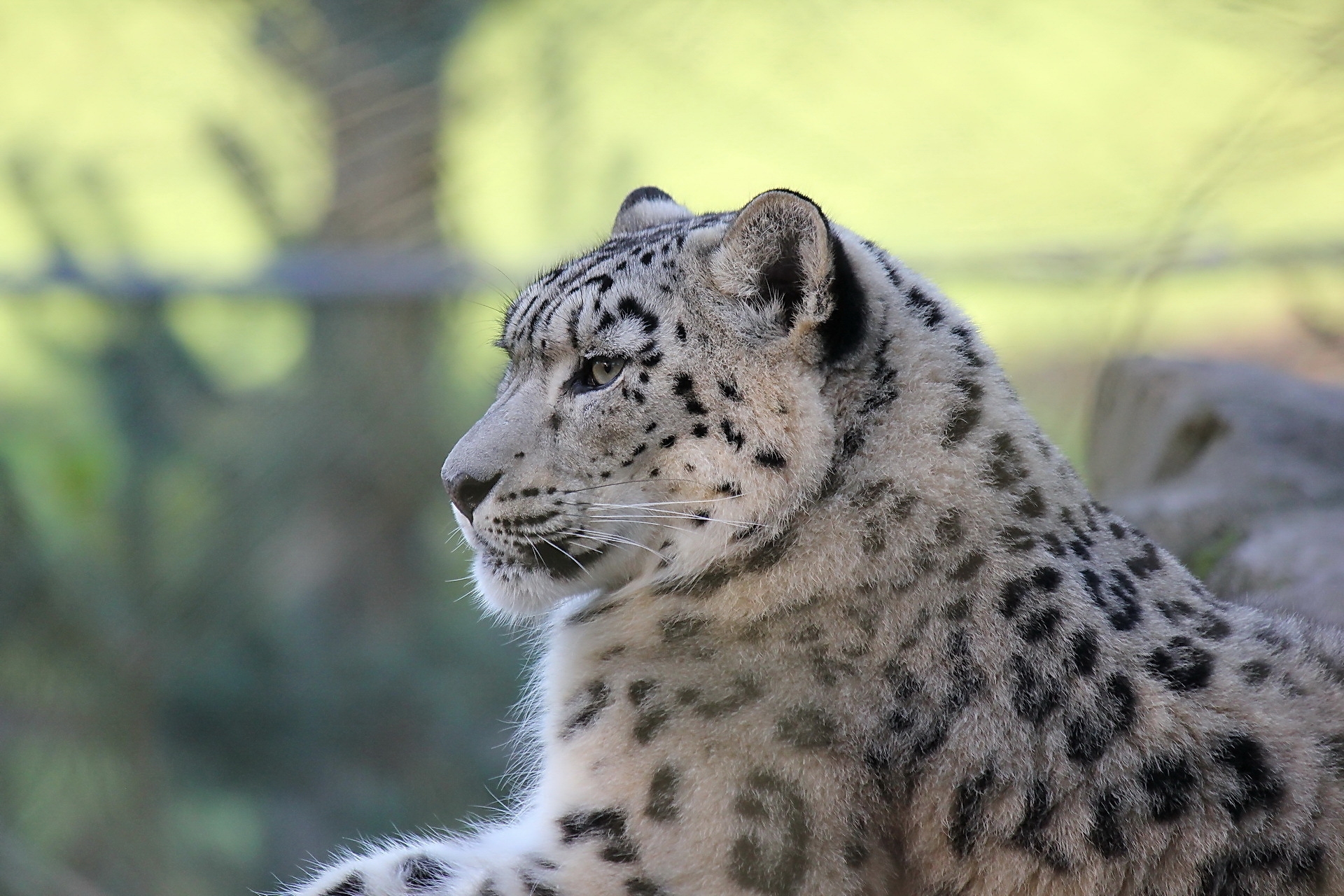 Сколько живут снежные барсы. Снежный Барс Ирбис. Ирбис и леопард. Снежный Барс Ирбис фото. Снежный Барс леопард Snow Leopard Ирбис.