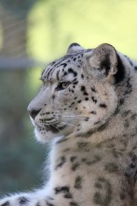 Preview wallpaper snow leopard, lying, predator, satisfied