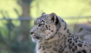 Preview wallpaper snow leopard, lying, predator, satisfied