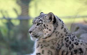 Preview wallpaper snow leopard, lying, predator, satisfied