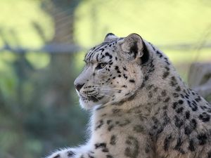 Preview wallpaper snow leopard, lying, predator, satisfied