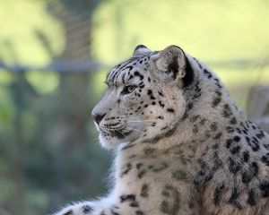 Preview wallpaper snow leopard, lying, predator, satisfied