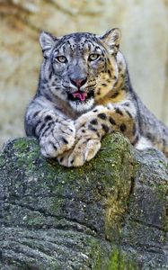 Preview wallpaper snow leopard, lying, stones