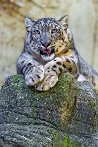 Preview wallpaper snow leopard, lying, stones