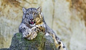 Preview wallpaper snow leopard, lying, stones