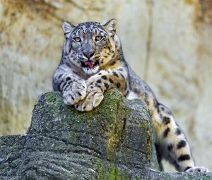 Preview wallpaper snow leopard, lying, stones