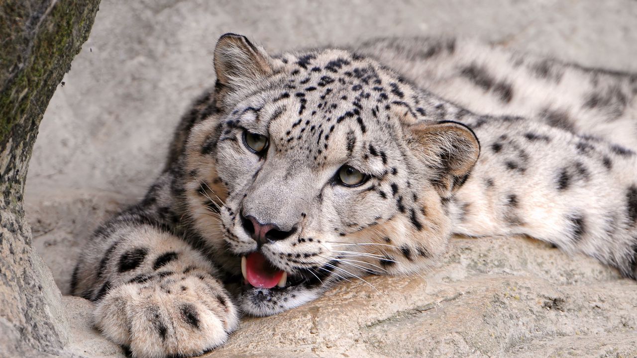 Wallpaper snow leopard, lying, teeth, predator