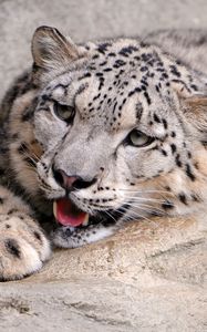 Preview wallpaper snow leopard, lying, teeth, predator