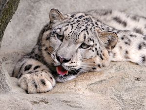 Preview wallpaper snow leopard, lying, teeth, predator