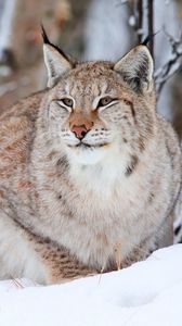 Preview wallpaper snow leopard, lynx, snow, sit