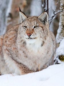 Preview wallpaper snow leopard, lynx, snow, sit