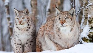 Preview wallpaper snow leopard, lynx, snow, sit