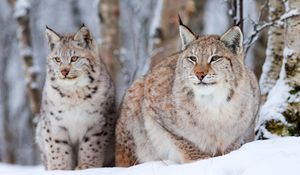 Preview wallpaper snow leopard, lynx, snow, sit