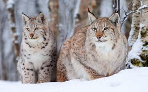 Preview wallpaper snow leopard, lynx, snow, sit
