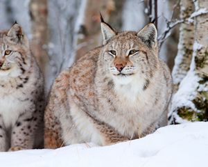 Preview wallpaper snow leopard, lynx, snow, sit