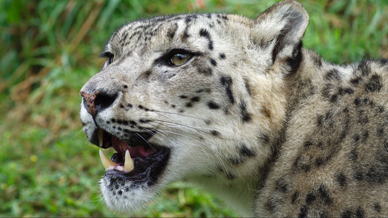 Wallpaper snow leopard, muzzle, predator