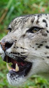 Preview wallpaper snow leopard, muzzle, predator