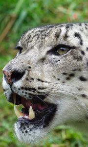 Preview wallpaper snow leopard, muzzle, predator