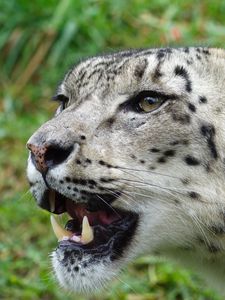 Preview wallpaper snow leopard, muzzle, predator