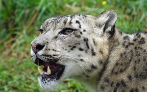 Preview wallpaper snow leopard, muzzle, predator